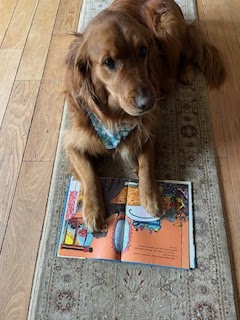 A golden retriever wearing a blue patterned bandana lies on a rug with its front paws resting on an open, colorful childrens book. The dog looks up toward the camera.